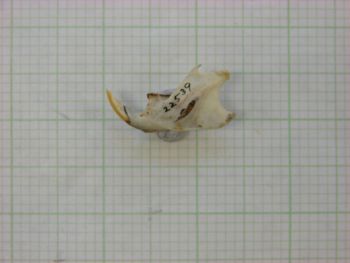Media type: image;   Mammalogy 22539